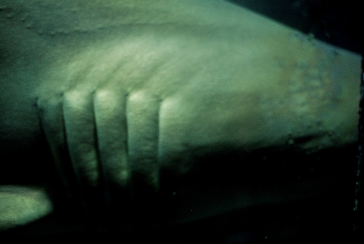 Close-up of a shark&#039;s body showing its gills and rough skin texture in an aquarium setting.